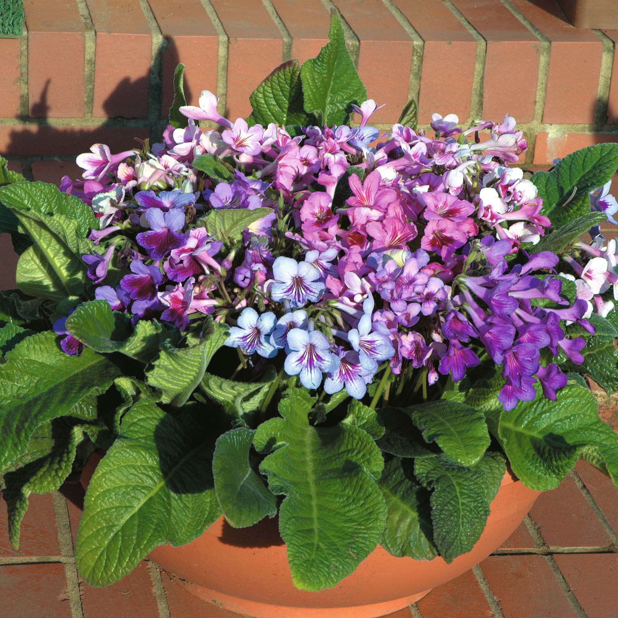 Streptocarpus hybrids